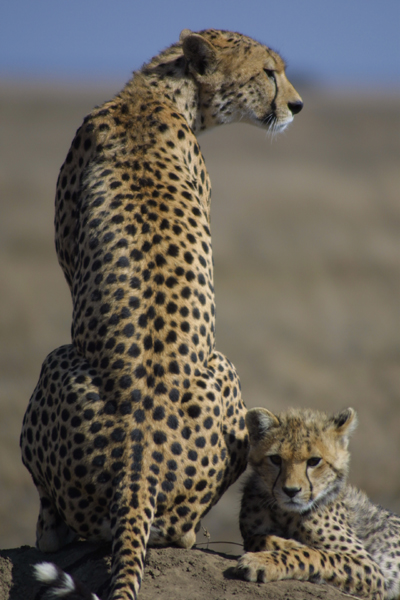 Cheetah  Description, Speed, Habitat, Diet, Cubs, & Facts