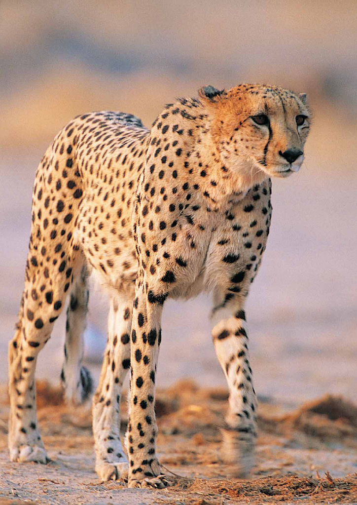 Cheetahs In Kenya