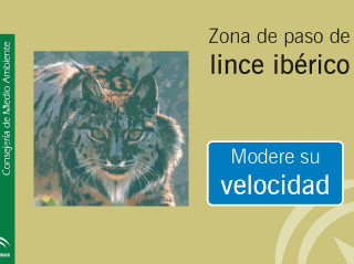 Lynx iberique : taille, description, biotope, habitat, reproduction