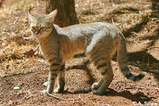 african jungle cat hybrid