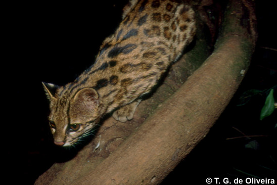 Tiger Cat : Oncilla is the Northern Tiger Cat - The Tiniest Tiger