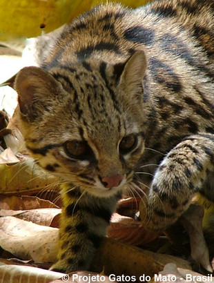 Northern Tiger Cat – International Society for Endangered Cats