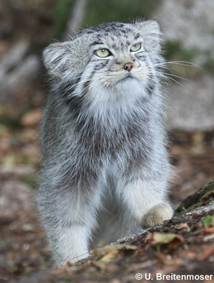 Fast Fact Attack: Endangered Species No. 99 – Pallas' Cat