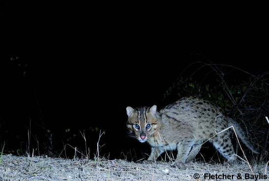 Fishing Cat (Prionailurus viverrinus) Classification